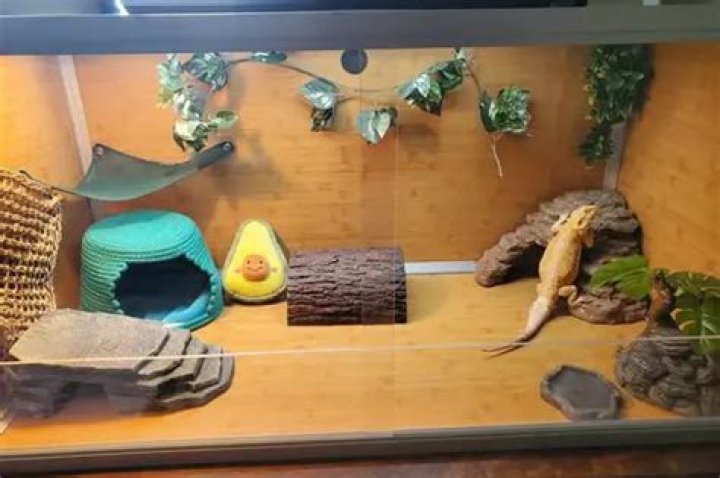 120 Gallon Bearded Dragon Tank