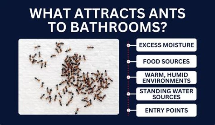 Ants in bathroom - How To Discuss