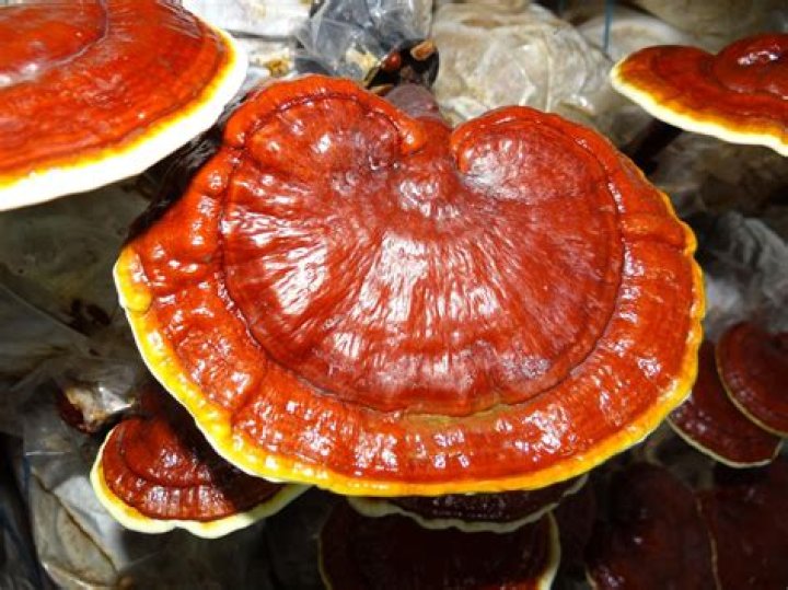 Are all Ganoderma medicinal