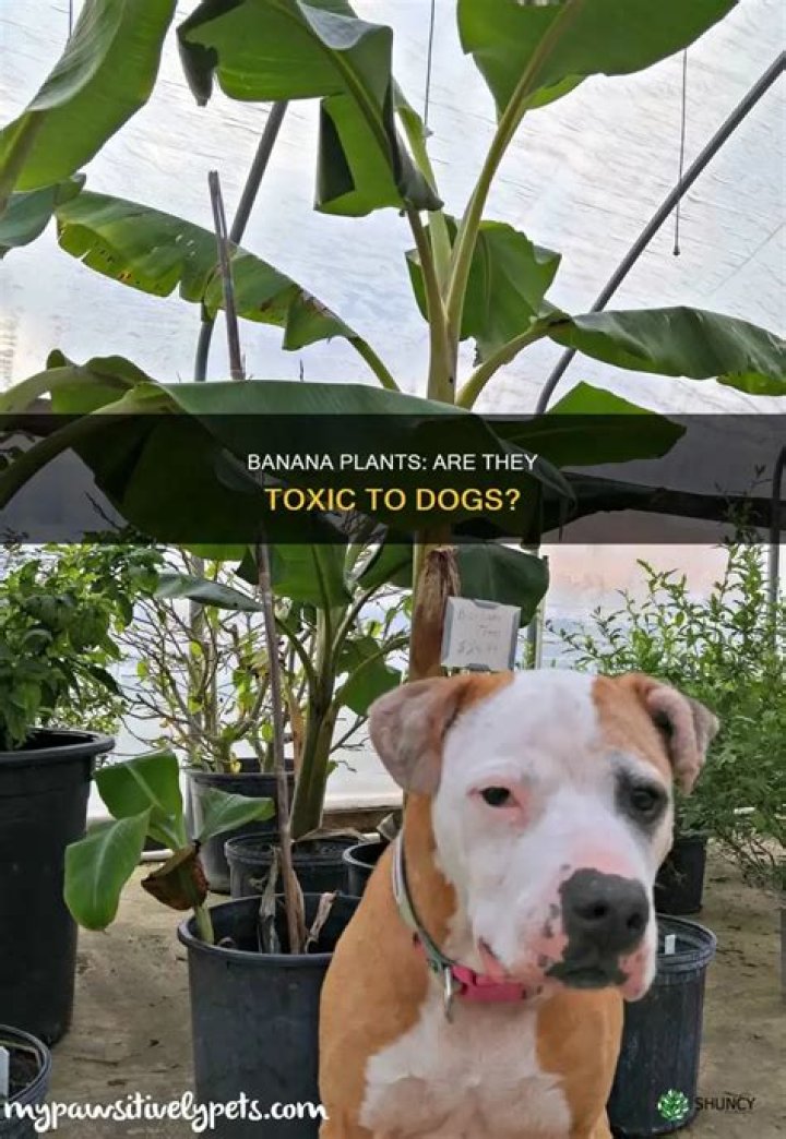 Are Banana Plants Harmful To Dogs