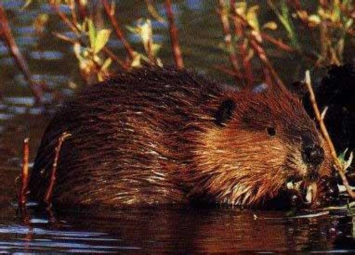 Are Beavers Fish