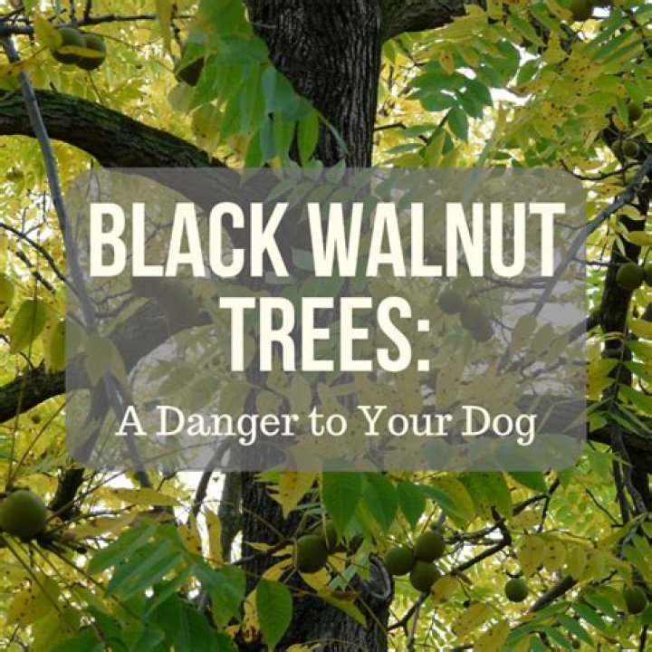 Are Black Walnut Trees Dangerous To Dogs