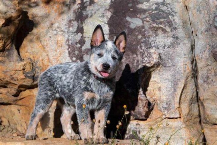 Are Blue Heeler Dogs Born With A Tail