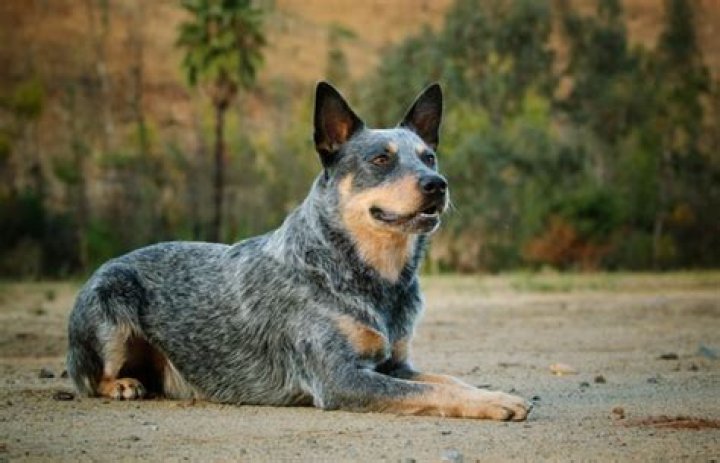 Are Blue Heelers Good Family Dogs