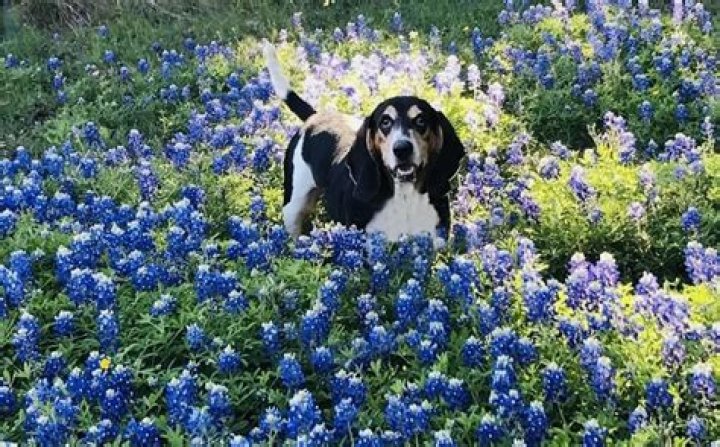 Are Bluebonnets Flowers Toxic To Dogs