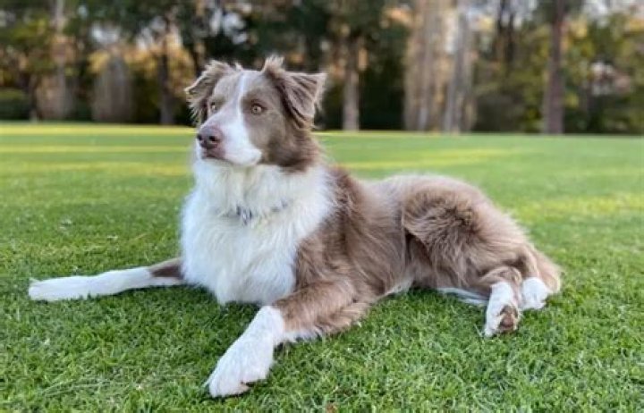 Are Collies Hypoallergenic Dogs