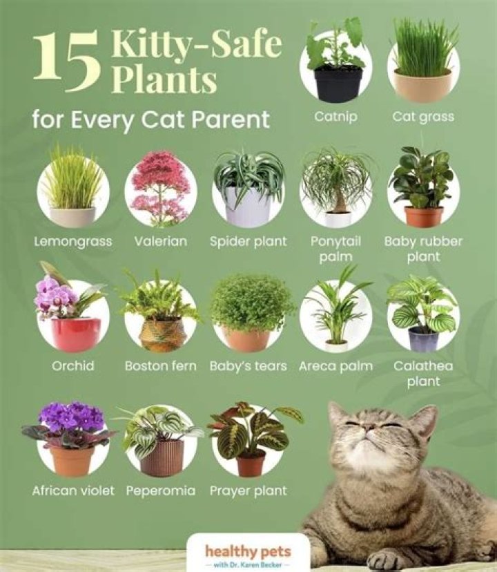 Are Corn Plants Safe For Dogs And Cats