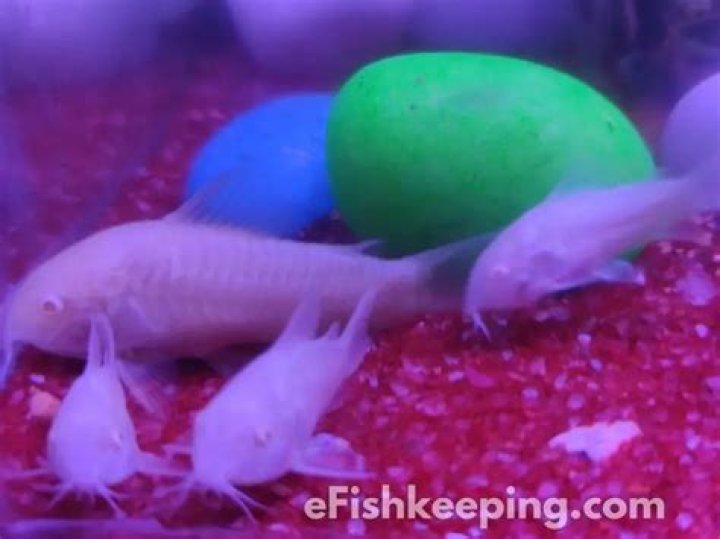 Are Cory Catfish Schooling Fish