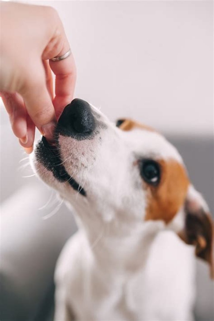 Are Croutons Good For Dogs