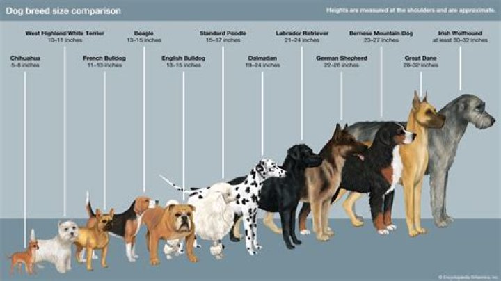 Are Different Dog Breeds Bifferent Species