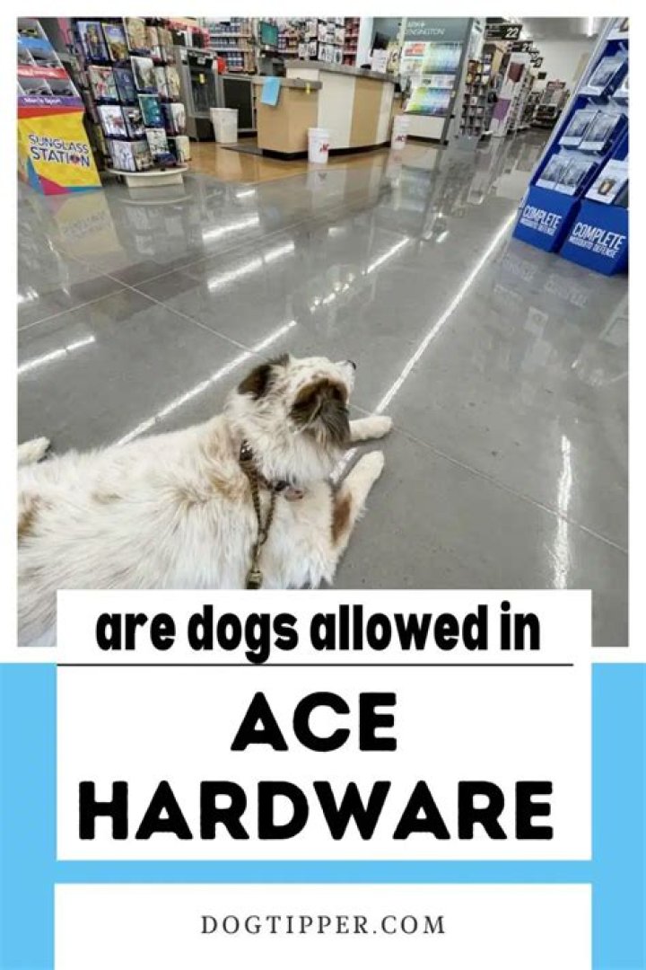 Are Dogs Allowed In Ace Hardware