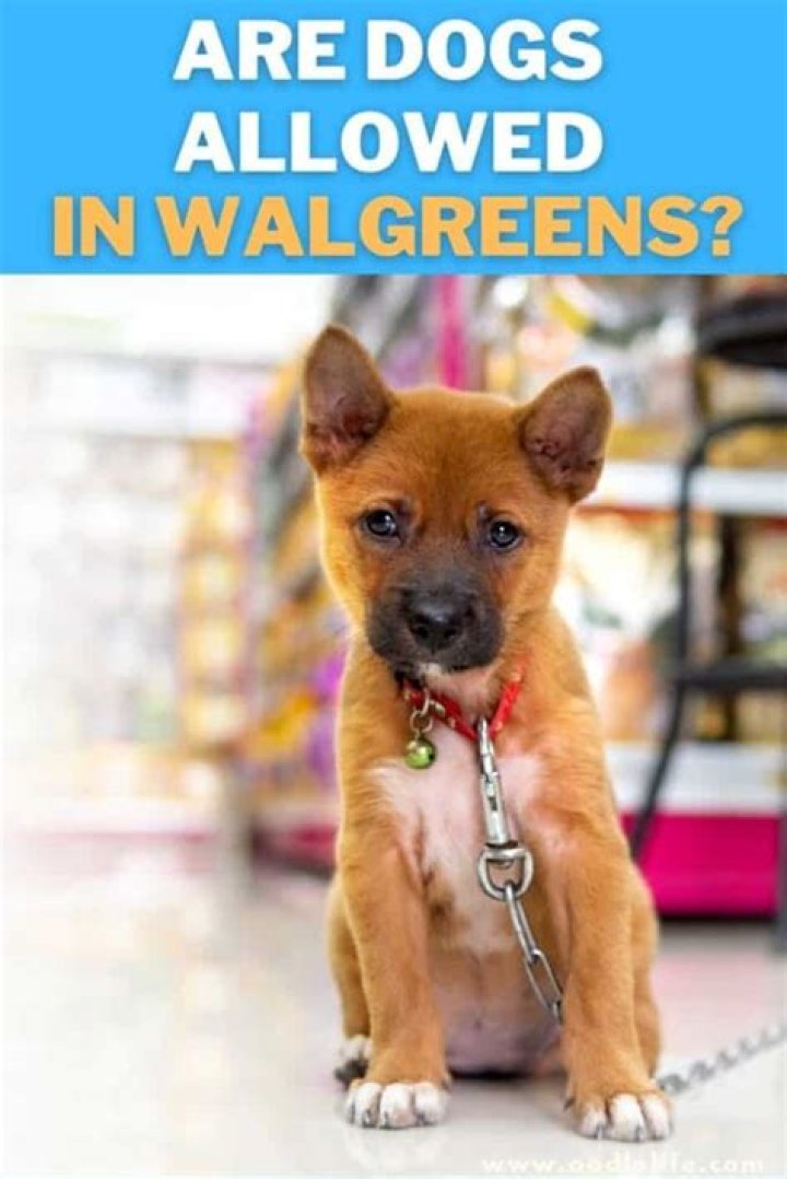 Are Dogs Allowed In Walgreens