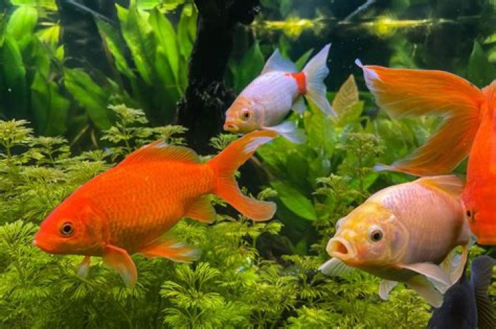 Are Goldfish Fish Vegetarian