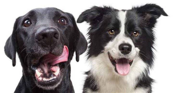 Are Lab Border Collie Mixes Good Dogs