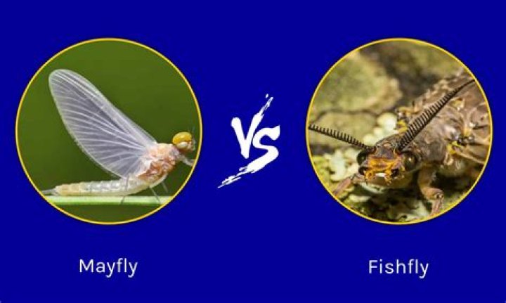 Are Mayflies Same As Fish Flies