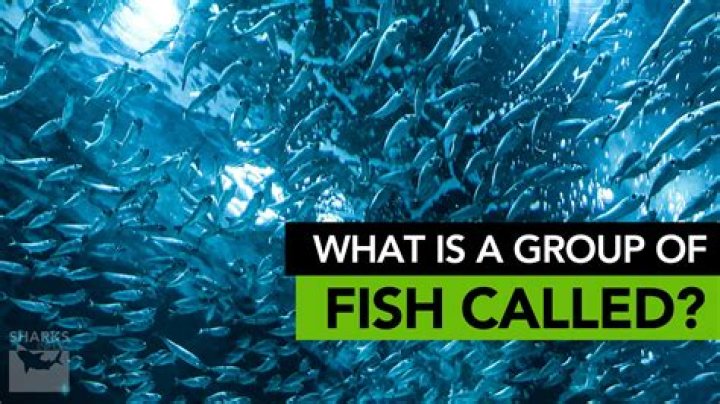 Are Multiple Fish Called School