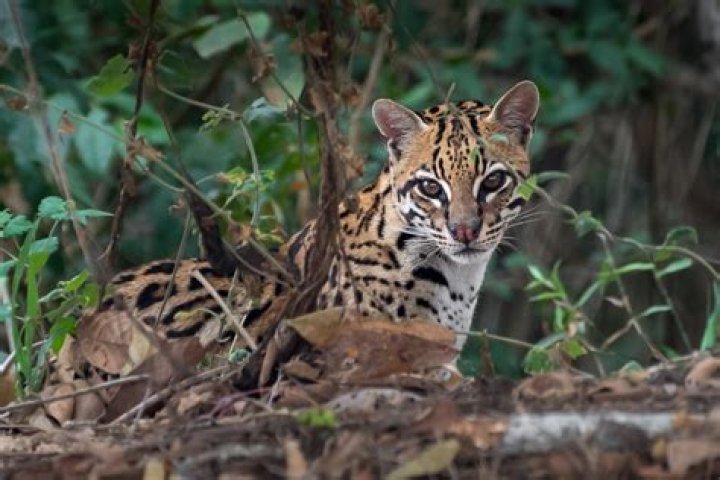 Are Ocelots Cats Or Dogs
