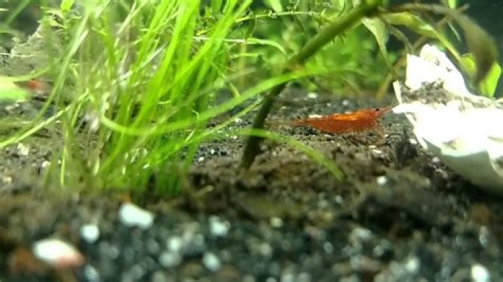 Are Shrimp Scavenger Fish