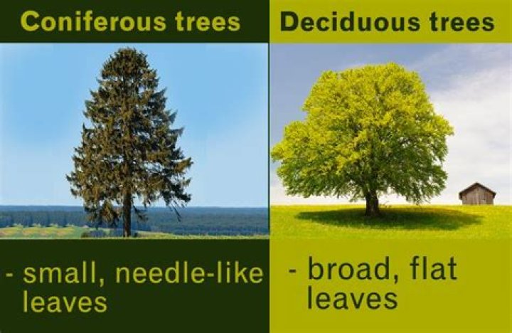 Broadleaf trees - How To Discuss