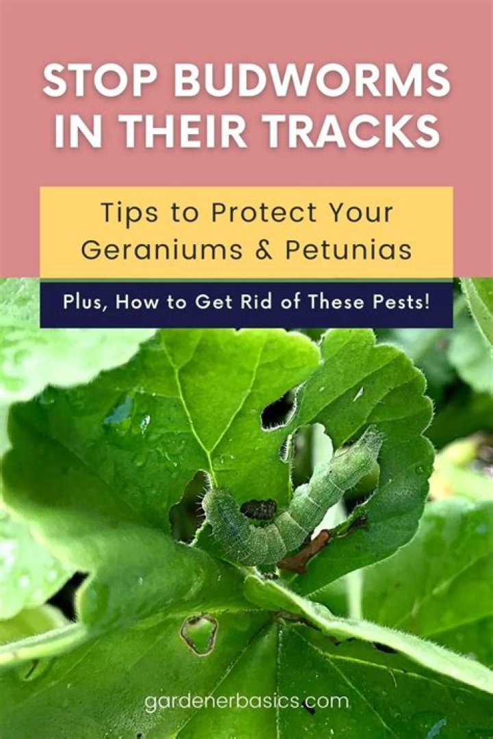 Budworm - How To Discuss