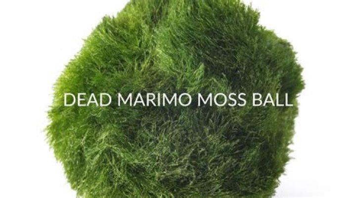 Can A Dead Marimo Ball Hurt Fish