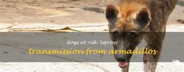 Can A Dog Get Leprosy From An Armadillo