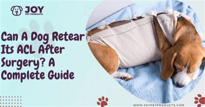 Can A Dog Retear Acl After Surgery