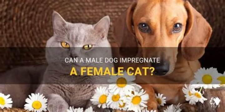 Can A Male Dog Impregnate A Female Cat