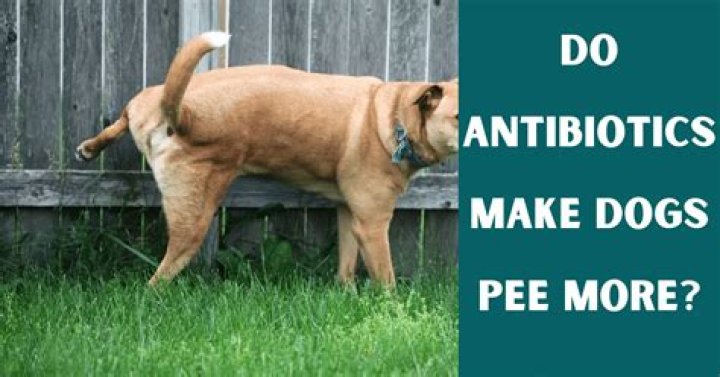Can Antibiotics Make Dogs Pee More