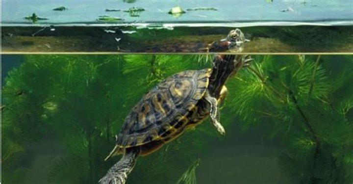 Can Baby Red Eared Sliders Eat Fish