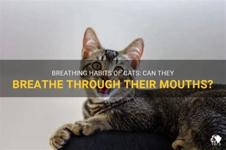 Can Cats And Dogs Breathe Through Their Mouth