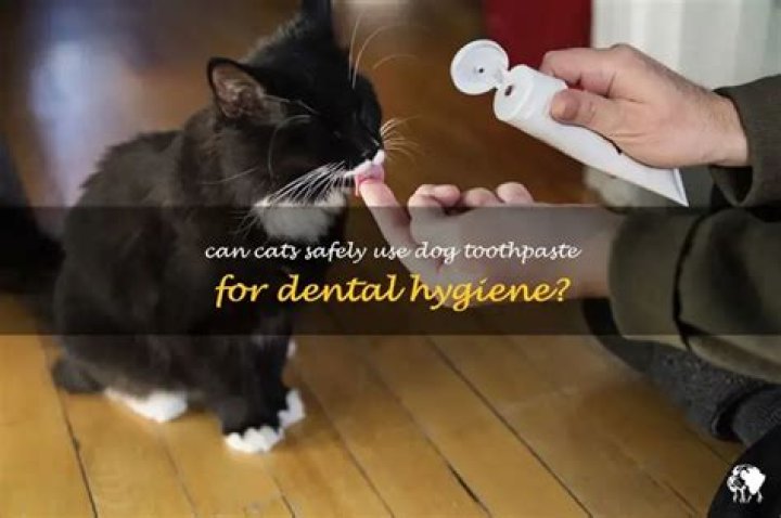 Can Cats Use Dog Toothpaste