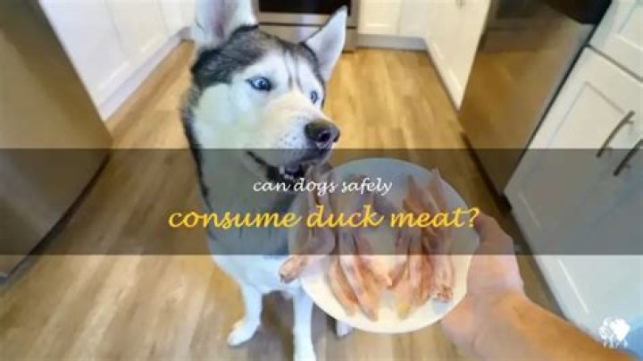 Can Dogs Eat Duck