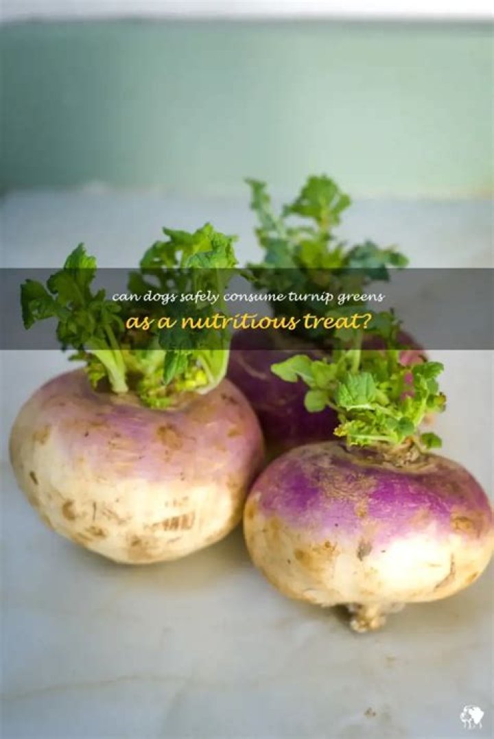 Can Dogs Eat Turnip Greens