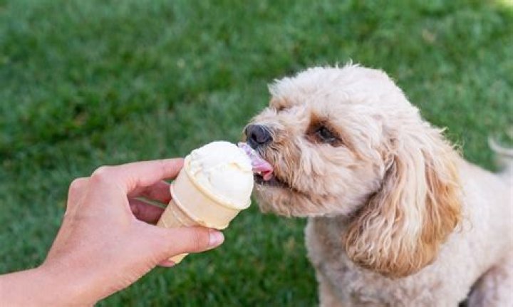 Can Dogs Have Ice Cream Cones