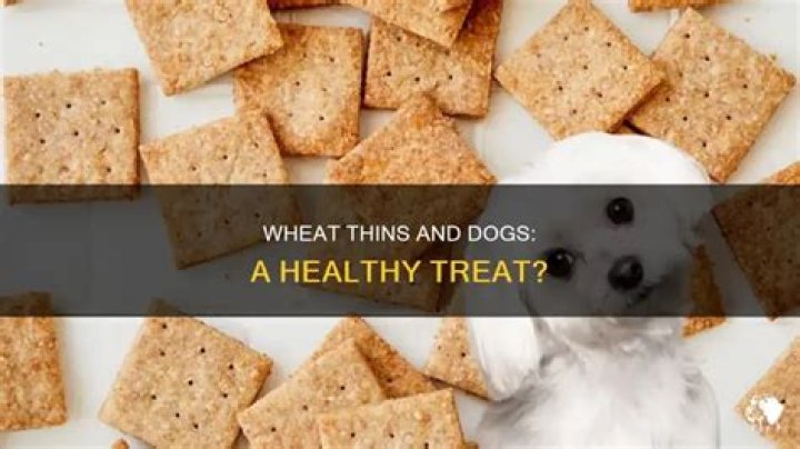 Can Dogs Have Wheat Thins