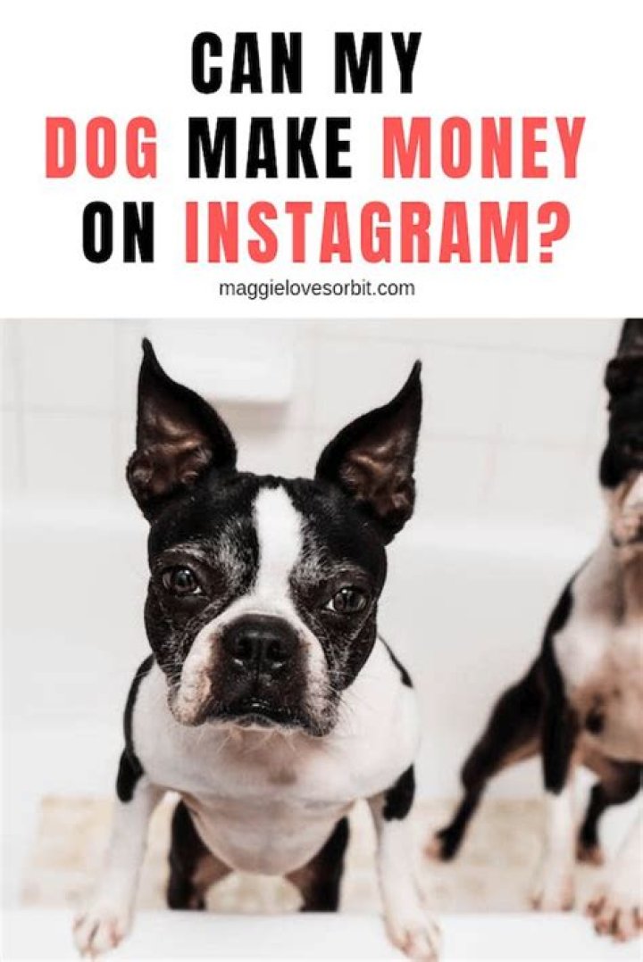 Can Dogs Make Money On Instagram