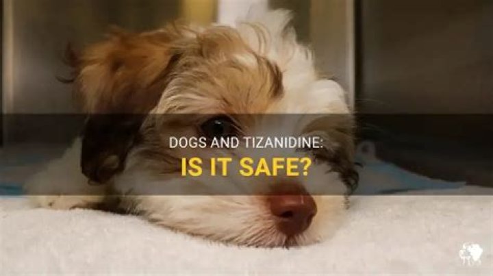 Can Dogs Take Tizanidine