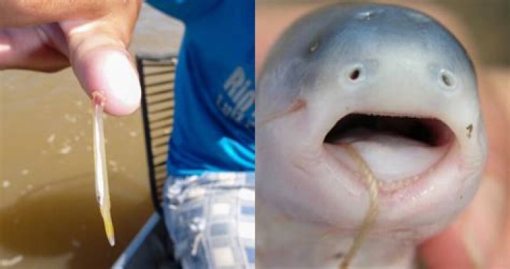 Can Fish Swim Up Your Pee Stream