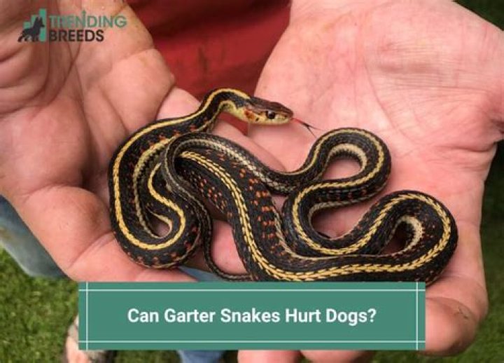 Can Garter Snakes Hurt Dogs