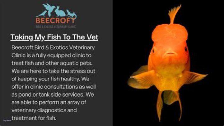 Can I Bring My Fish To The Vet