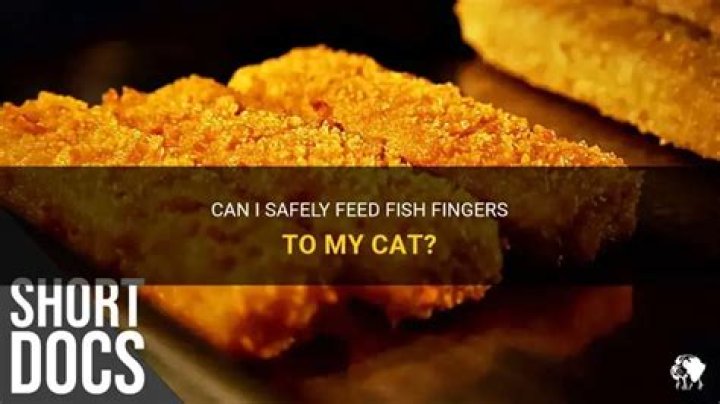 Can I Feed My Cat Fish Fingers