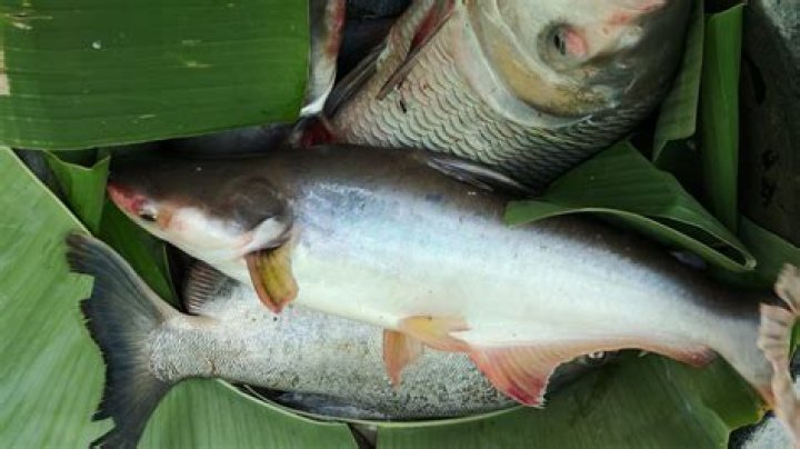 Can I Have Swai Fish While Pregnant