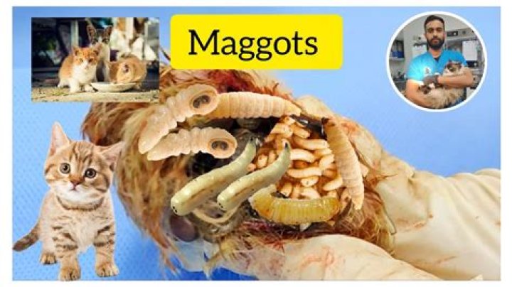 Can Maggots Get Inside A Cat Or Dog