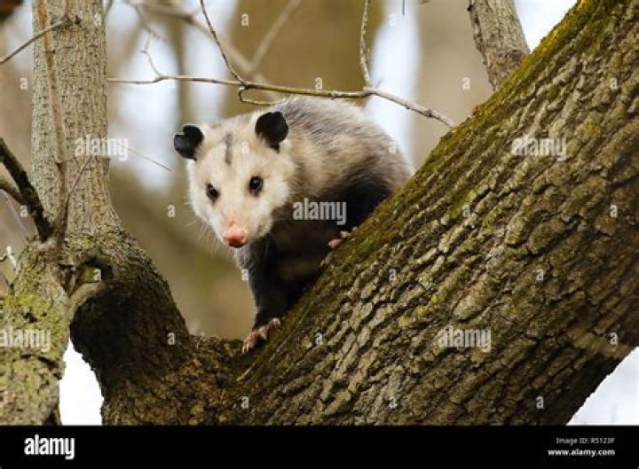 Can Opossums Climb Anything