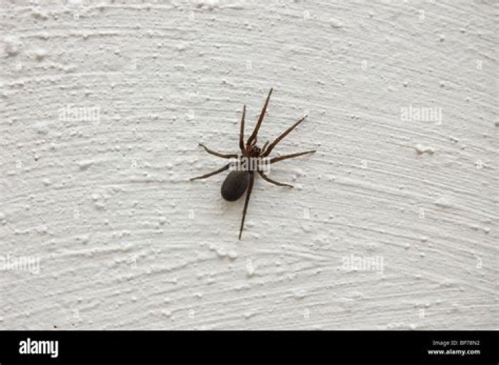 Can Spiders Climb Walls With Signs On Them