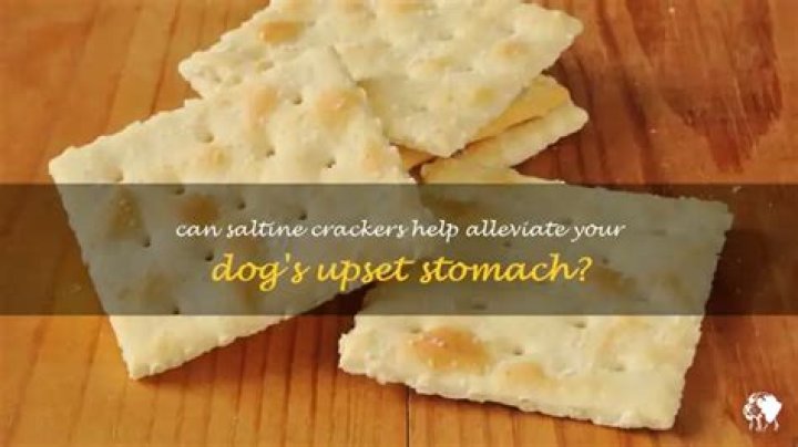 Can You Give Saltine Crackers To Dogs With Upset Stomach