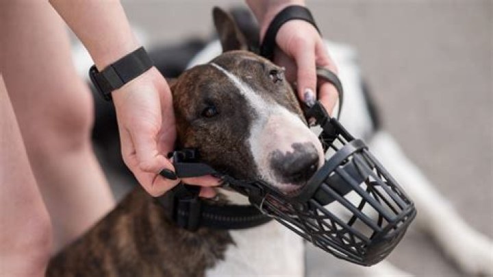 Can You Keep A Muzzle On A Dog Overnight