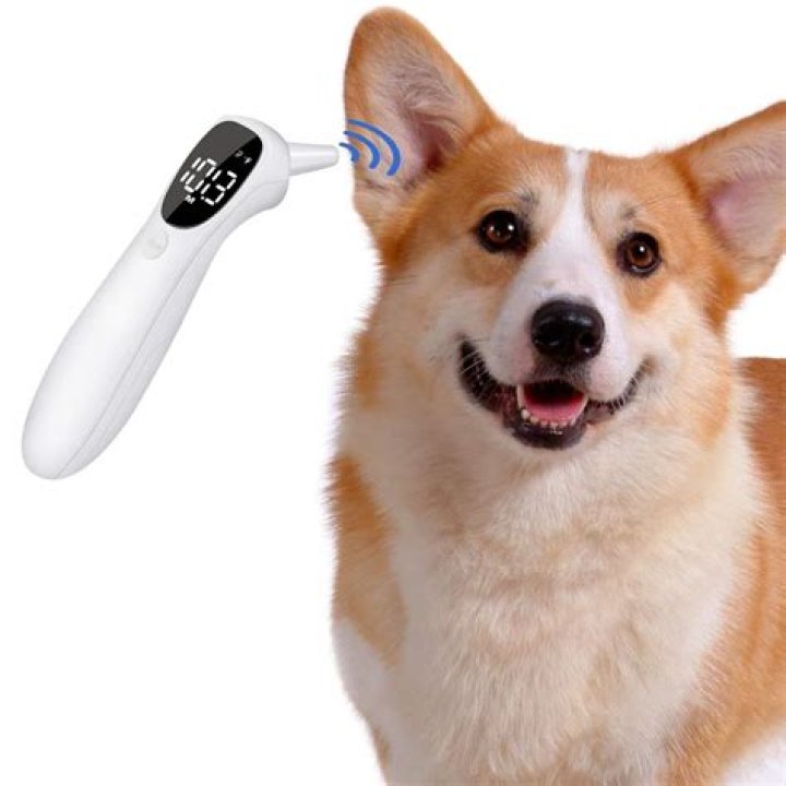 Can You Use A Human Ear Thermometer On A Dog