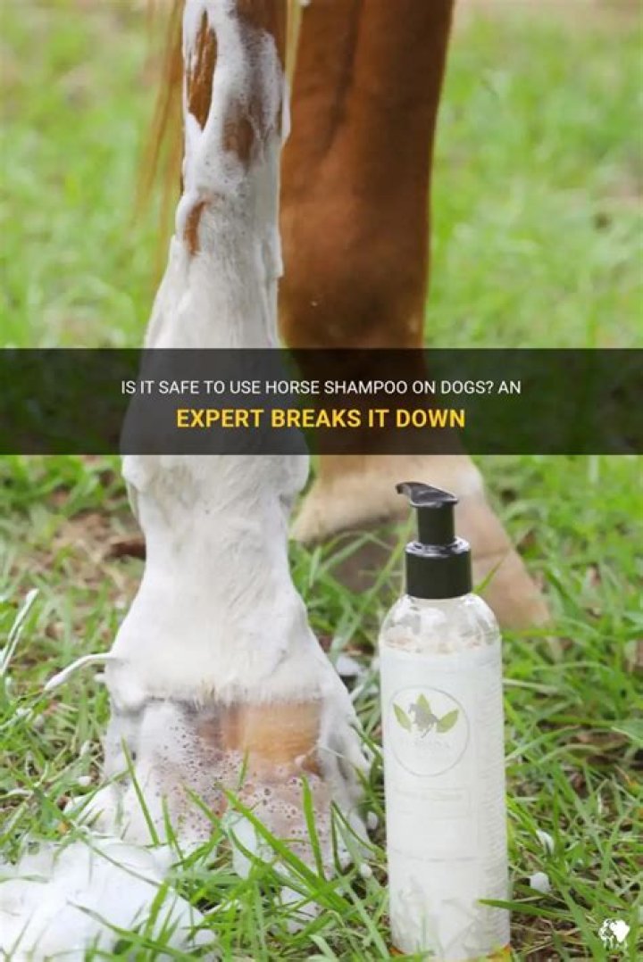 Can You Use Horse Shampoo On Dogs